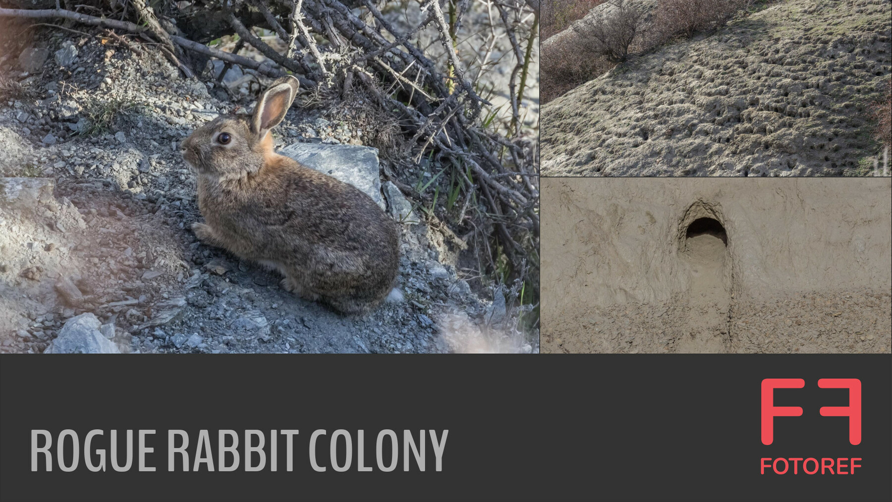 ArtStation - 198 photos of Rogue Rabbit Colony | Resources