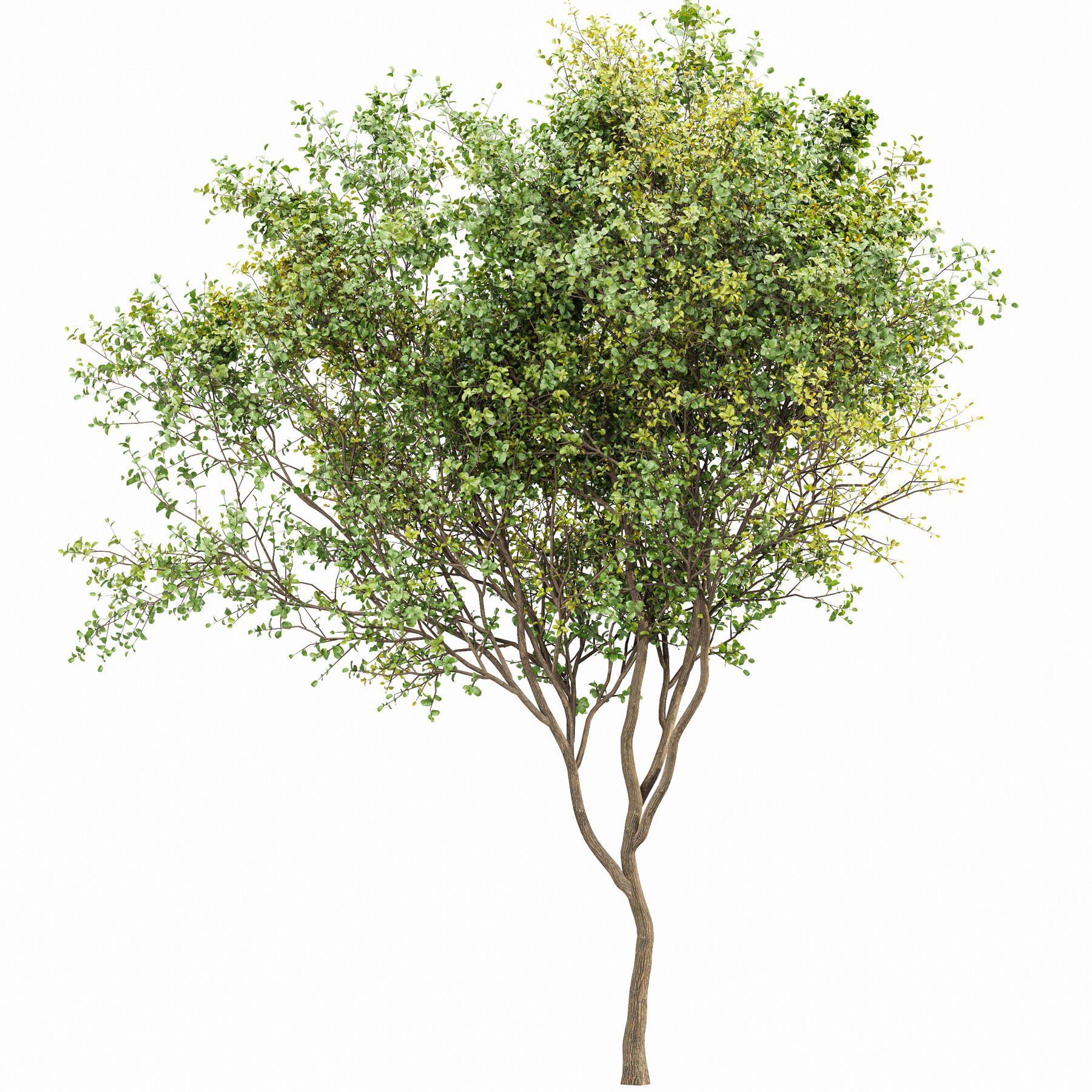 ArtStation - Beautiful 2Trees Bush Leaf | Resources