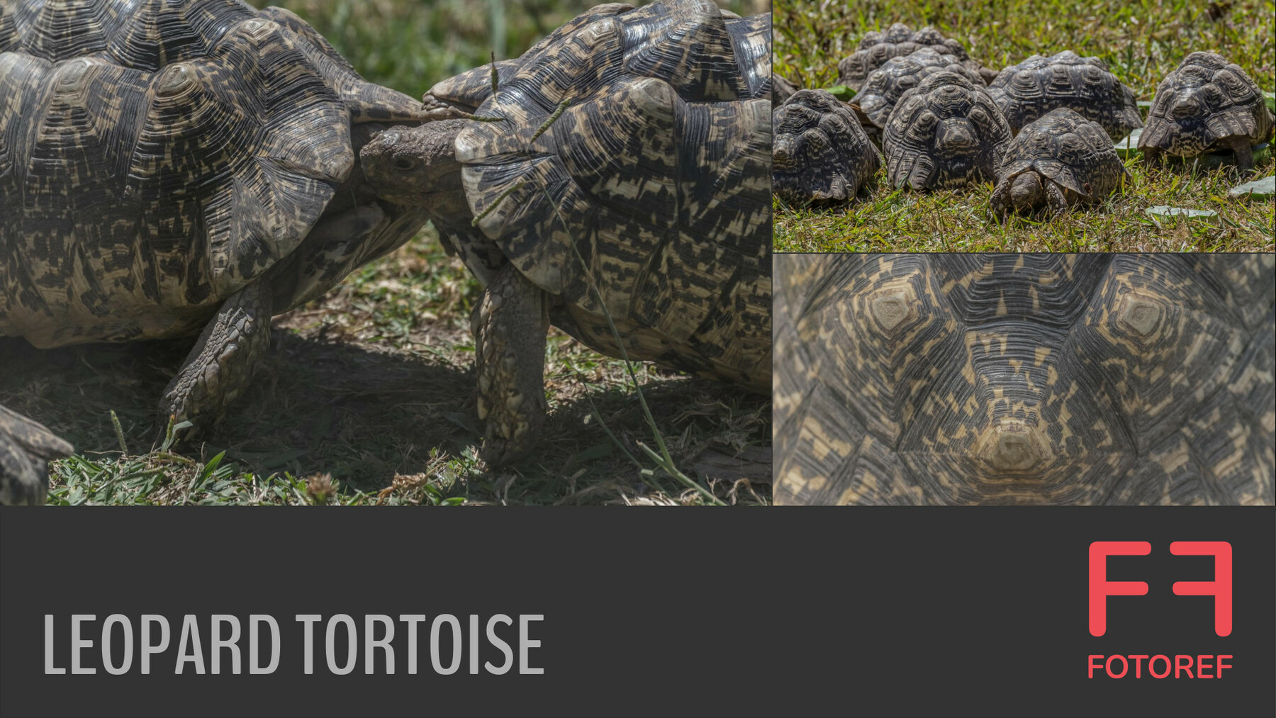 Artstation - 190 Photos Of Leopard Tortoise 