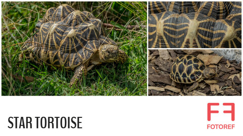 ArtStation - 56 photos of Star Tortoise | Resources