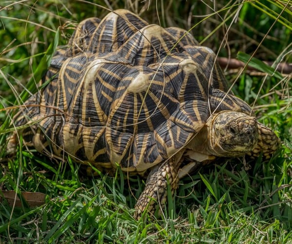 ArtStation - 56 photos of Star Tortoise | Resources