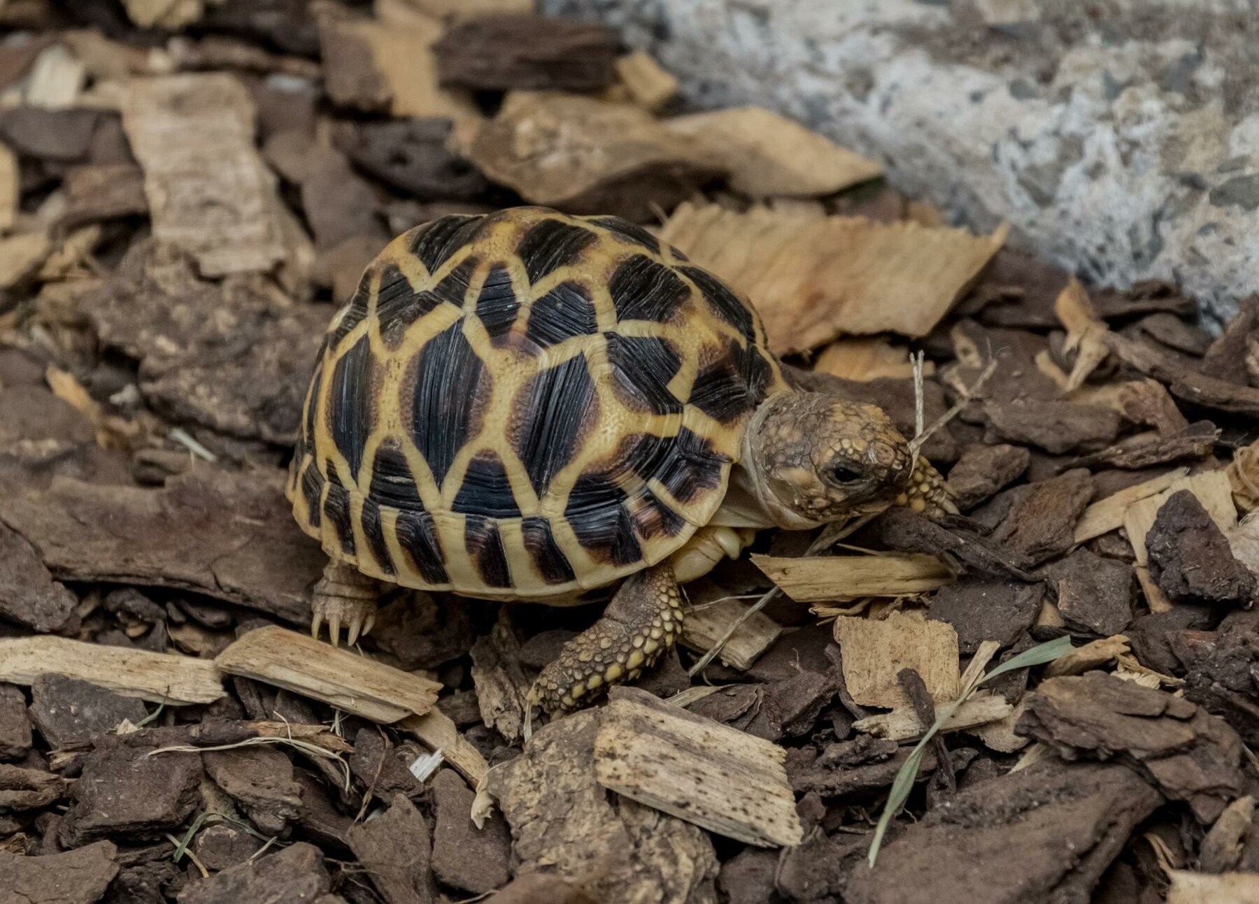 ArtStation - 56 photos of Star Tortoise | Resources