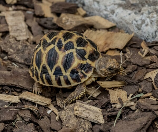 ArtStation - 56 photos of Star Tortoise | Resources