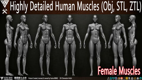 Highly Detailed Human Muscles (Female