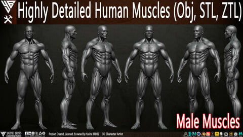 Highly Detailed Human Muscles (Male)