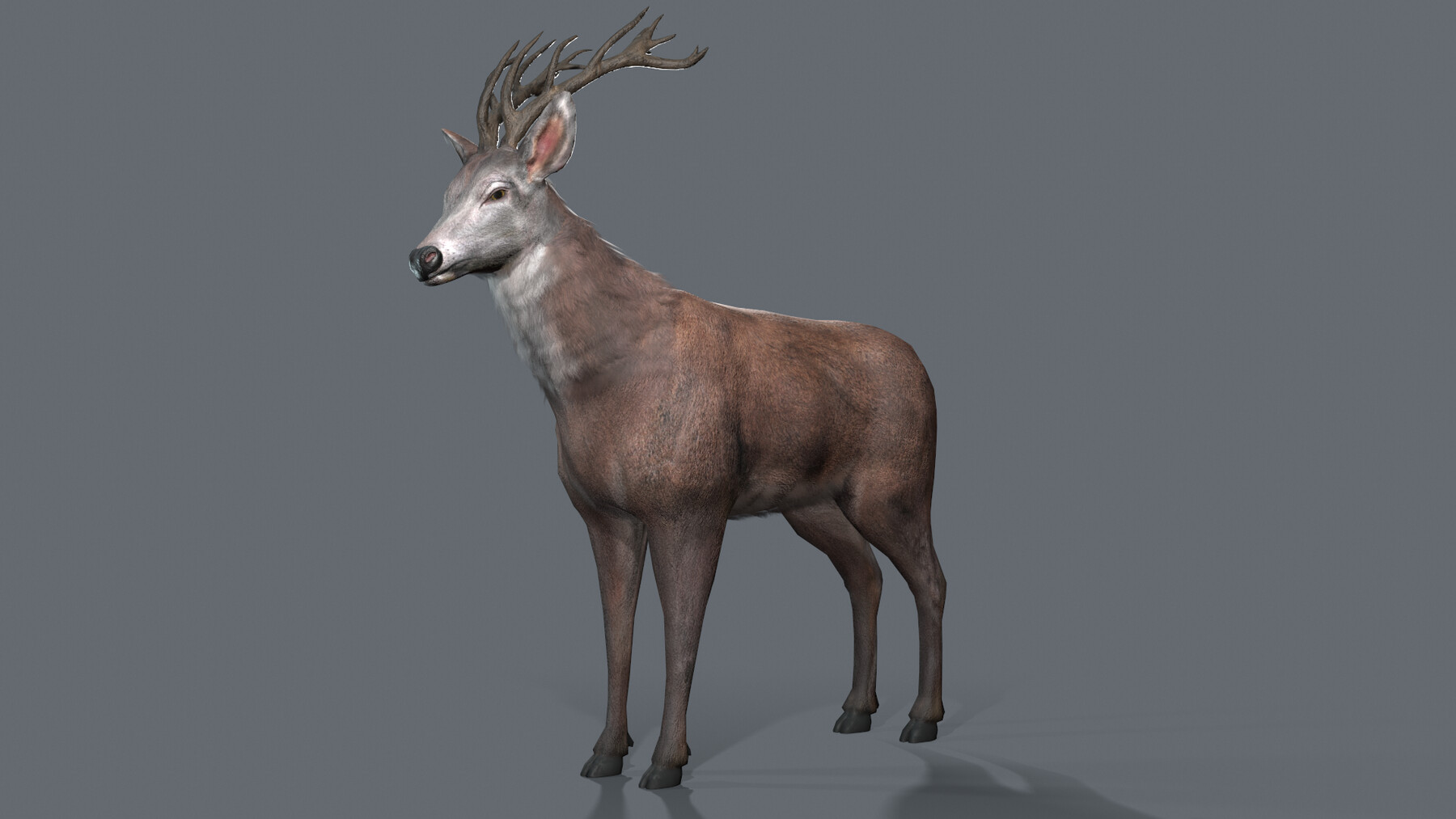 ArtStation - Animated Lowpoly Deer | Game Assets