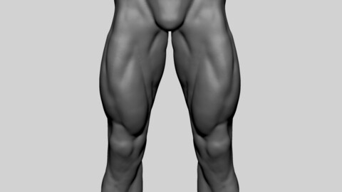 Upper Leg Anatomy