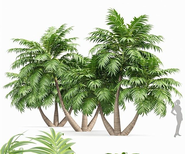 ArtStation - Manila Palm Adonidia Veitchia Merrillii Garden | Resources