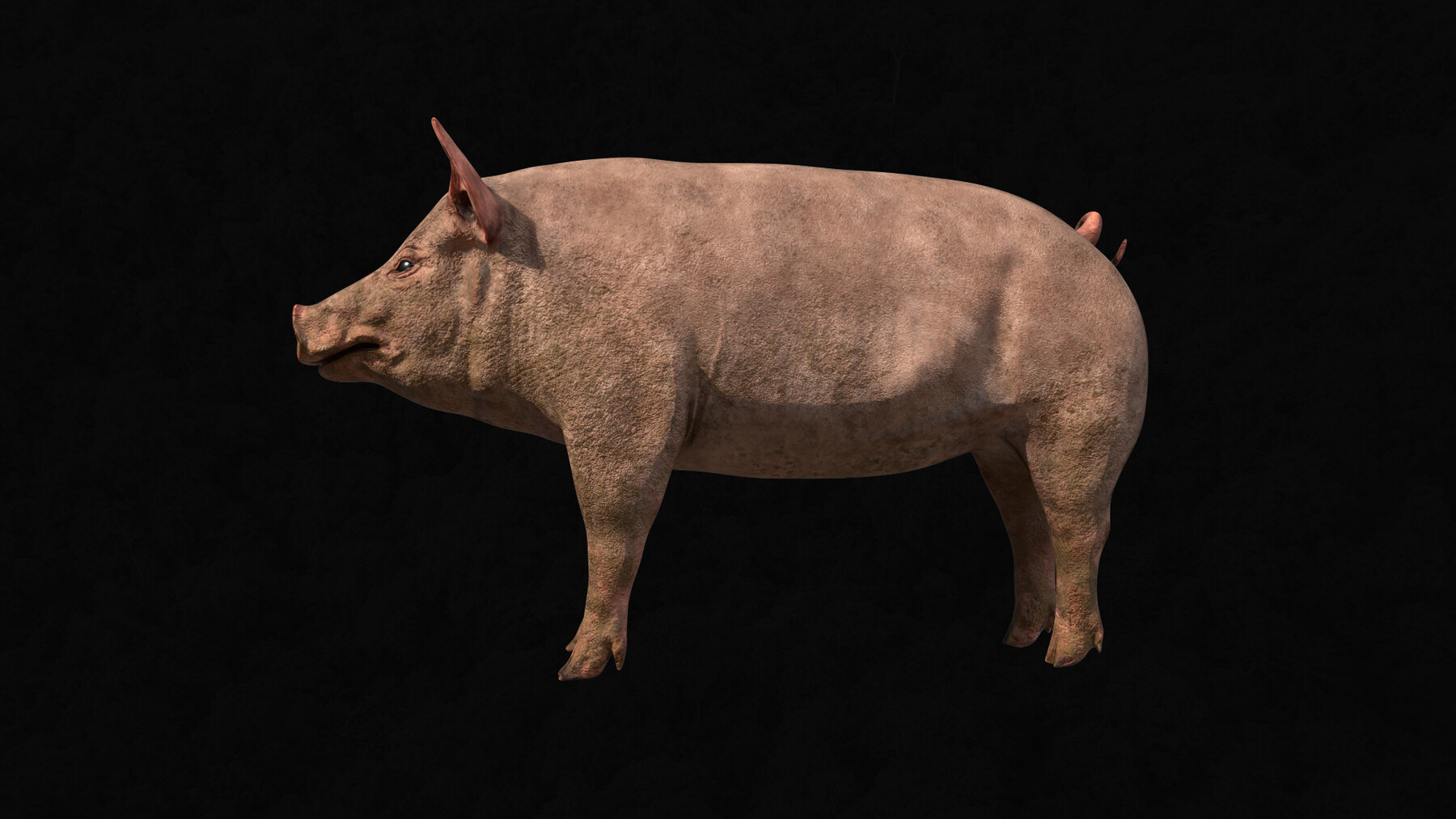 ArtStation - Animal Pack Part 1 | Resources