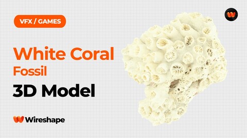 White Coral Fossil Raw Scanned 3D Model