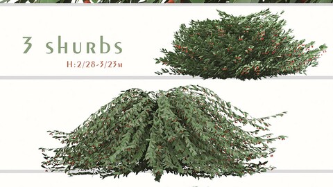 Set of Cotoneaster Salicifolius Shrubs (Willow-leaved cotoneaster) (3 Plants)