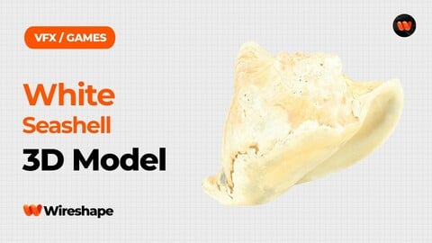 White Seashell Raw Scanned 3D Model