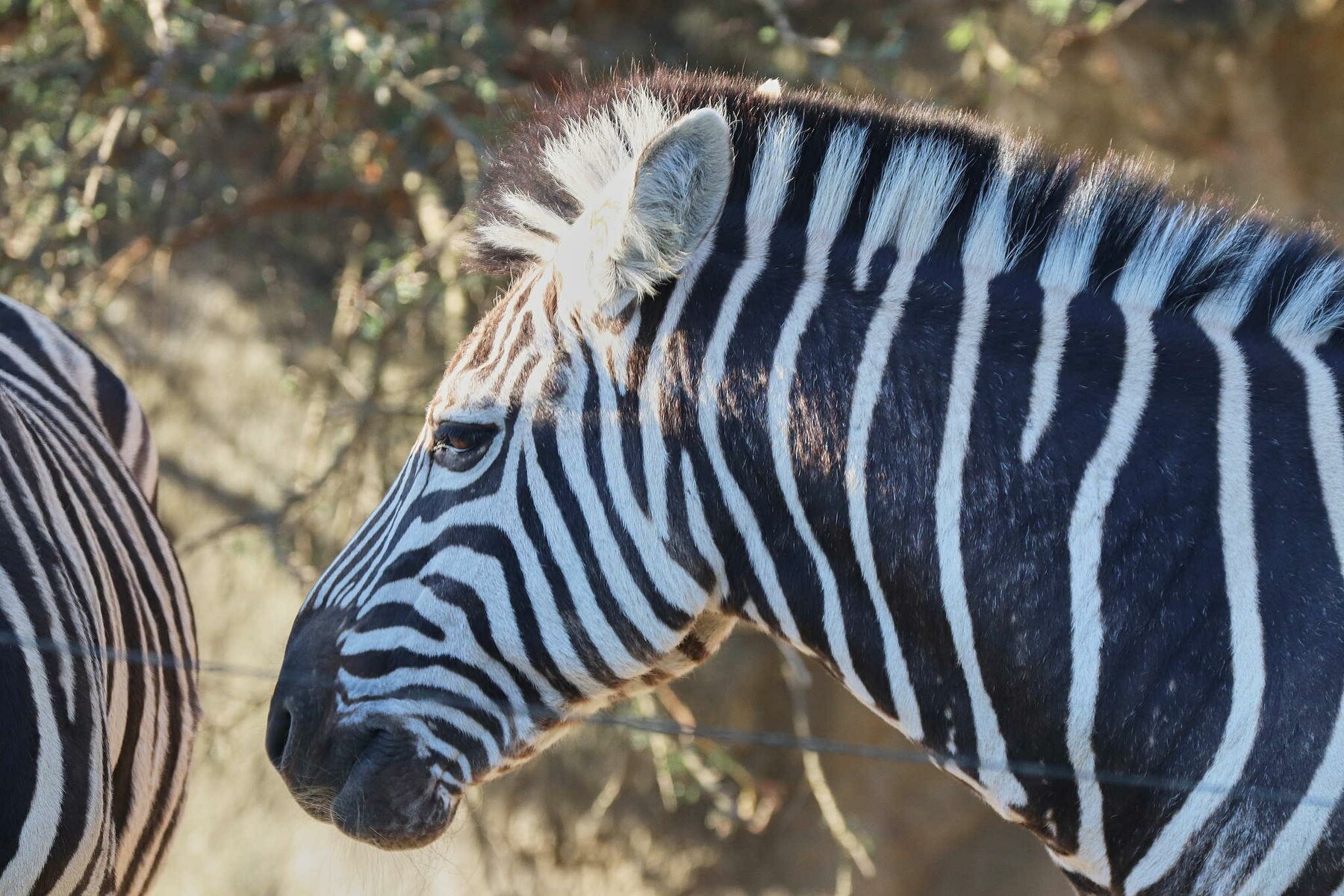 ArtStation - 162 photos of Zebras | Resources