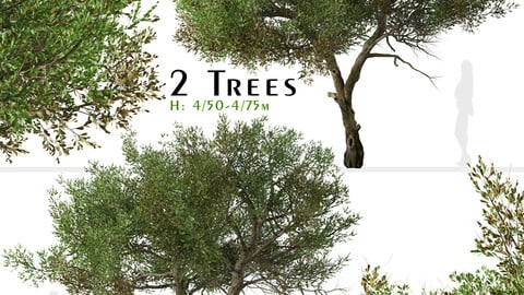 Set of Mountain Mahogany Tree (Cercocarpus) (2 Trees)