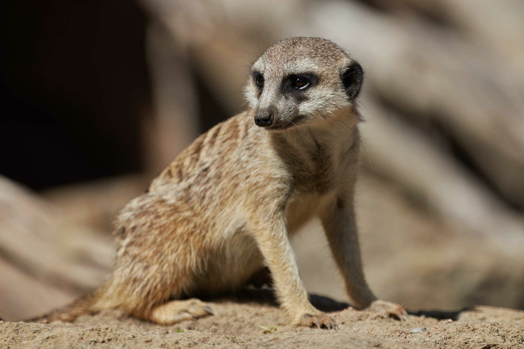 Artstation - 172 Photos Of Meerkats 