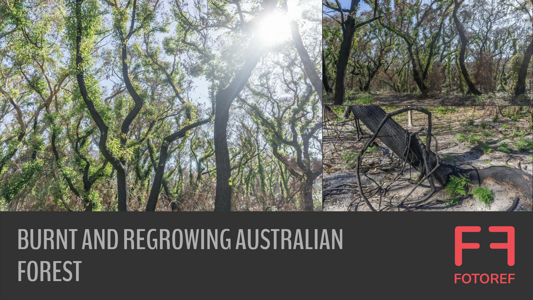 ArtStation - 238 photos of Burnt and Regrowing Australian Forest ...