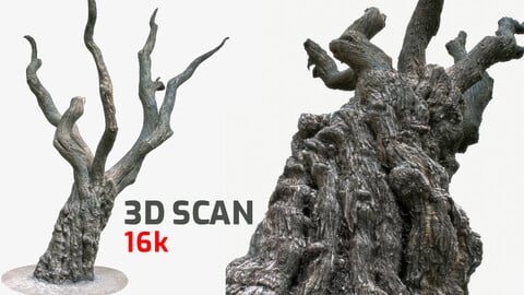 PBR - GAME READY 3D MODEL - TREE TRUNK #1 OBJ Maya ZBrush MarmosetToolbag