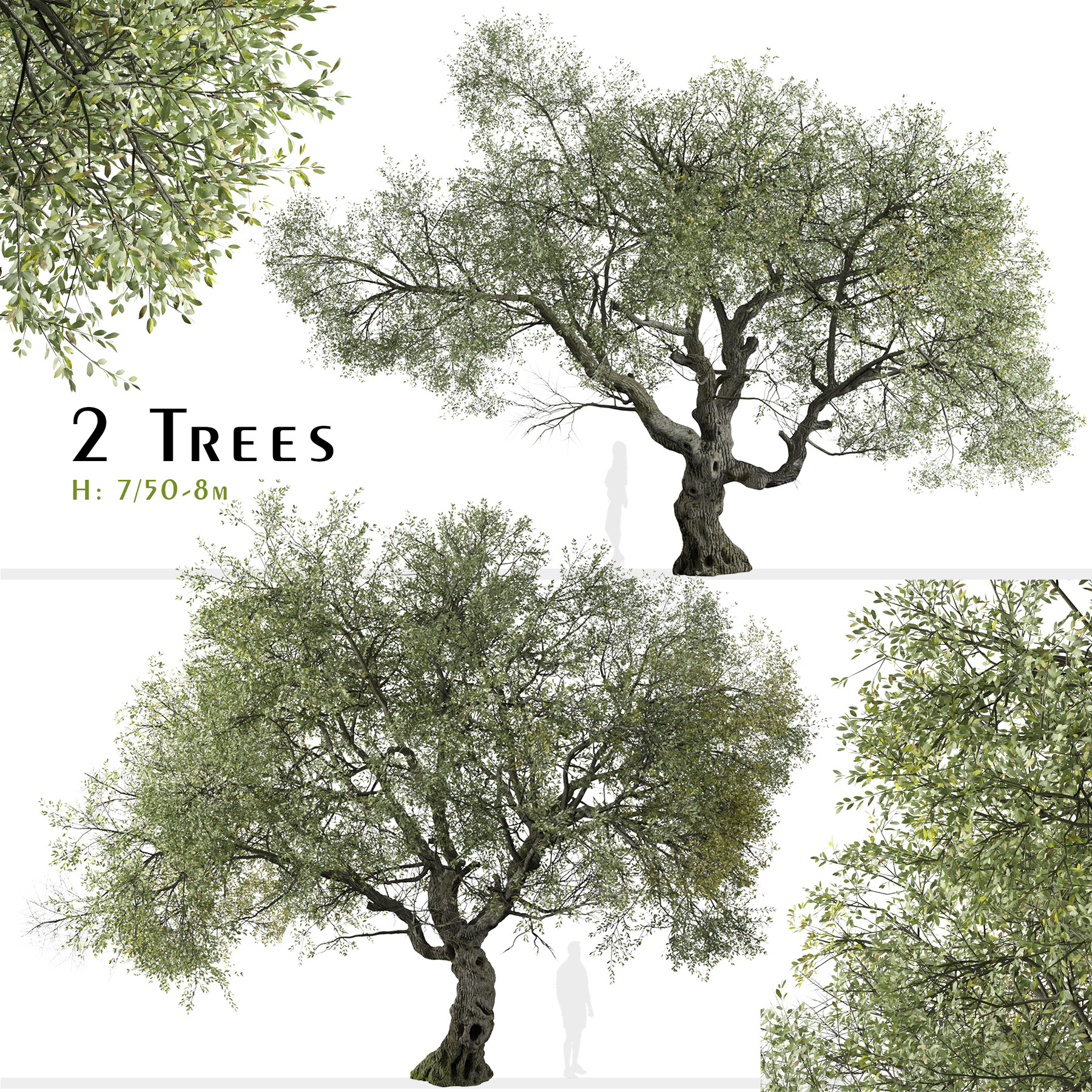 ArtStation - Set of Canyon live oak Tree (Quercus chrysolepis) (2 Trees ...