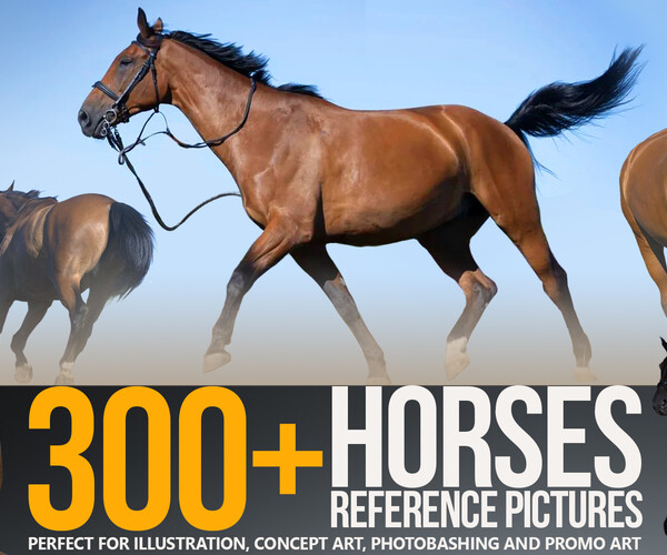 ArtStation - 300+ Horses Reference Pictures | Resources