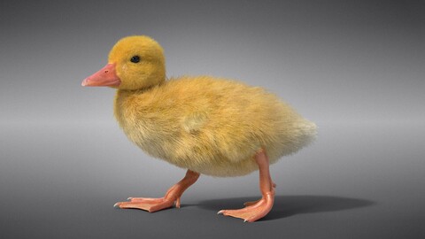 3D Animal | Duckling | VFX Grace