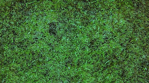 Patch Of Grass