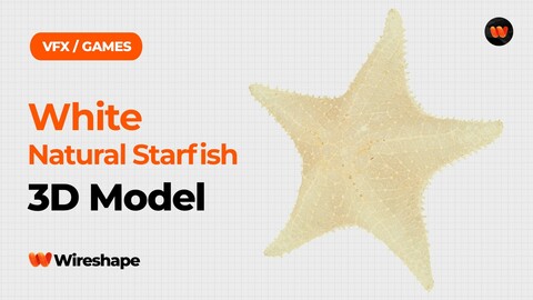 White Natural Starfish Raw Scanned 3D Model