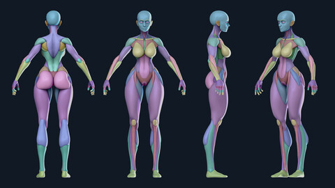 Female Anatomy BaseMesh