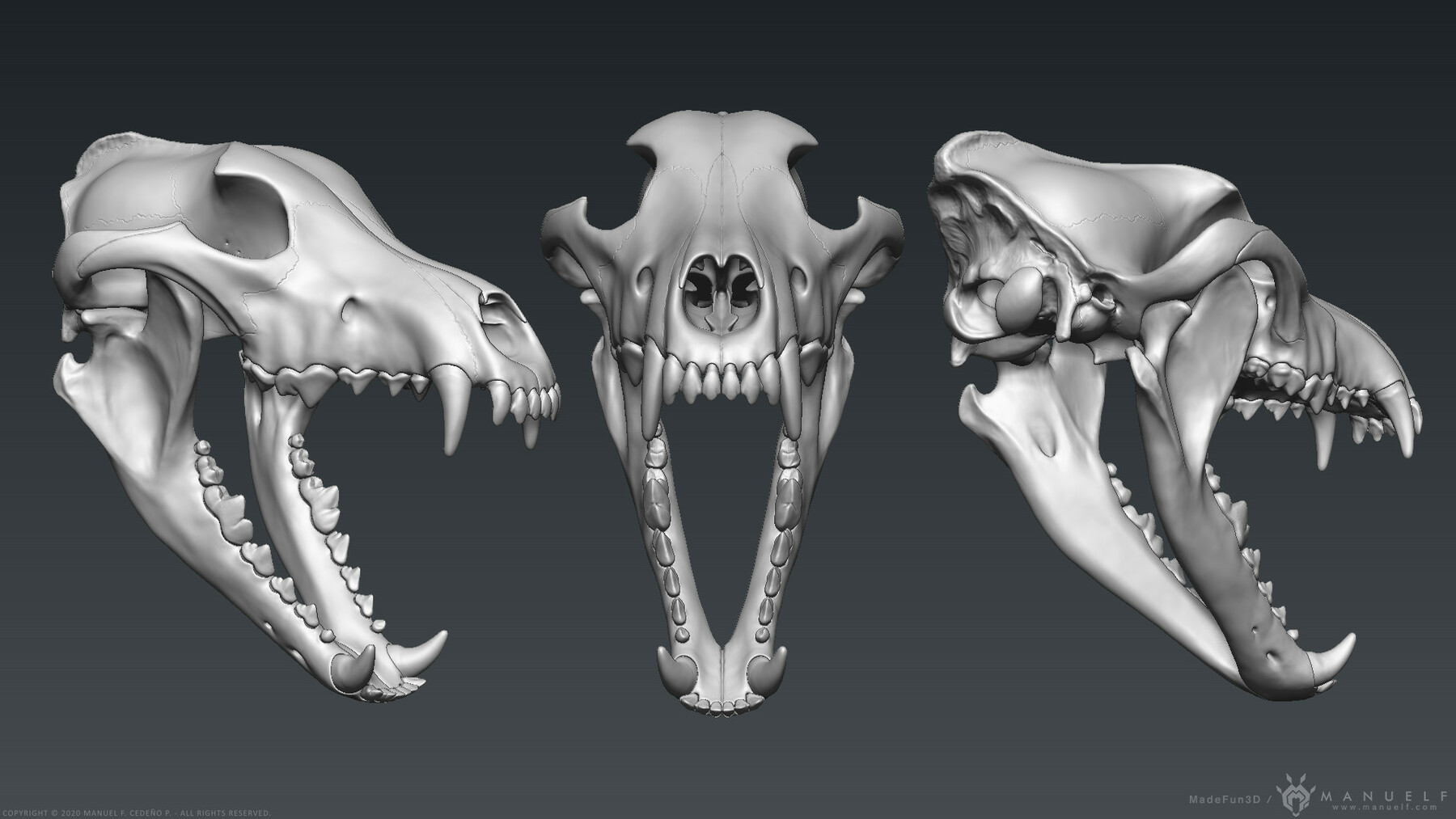 Wolf Skull Open Mouth