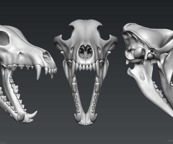 ArtStation - 3D Wolf Skull – Highpoly Sculpture | Resources