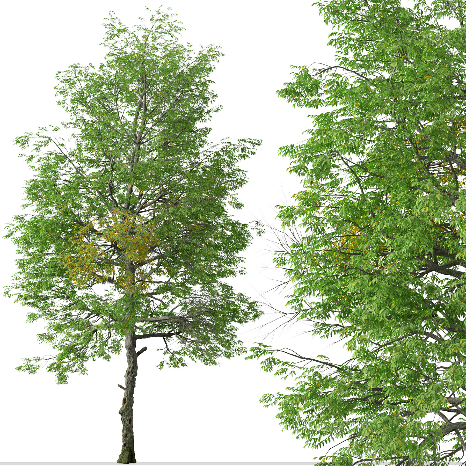 ArtStation - Set of Black ash Tree ( Fraxinus nigra ) (2 Trees) | Resources