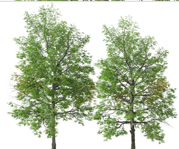 ArtStation - Set of Black ash Tree ( Fraxinus nigra ) (2 Trees) | Resources