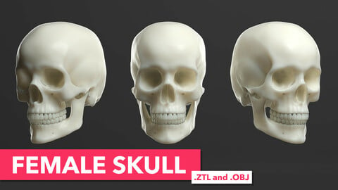 Female Skull (ZTL and OBJ)*