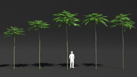 Schizolobium Parahyba VOL 2 GROWFX - PAKIS BRAZIL-SOLOBIUM-MAX FBX SKP 3D model