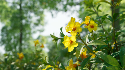 Yellow Allamanda (Golden Trumpet) | VFX Grace