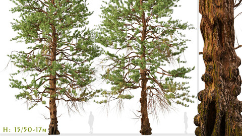 Set of Ponderosa Pine Tree ( Bull Pine ) (2 Trees) (3DsMAX-Blender-Cinema4D-FBX-OBJ)