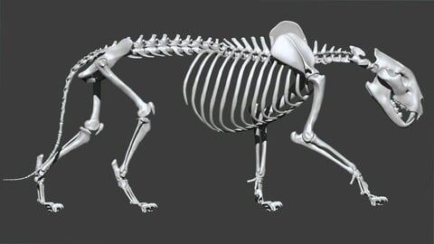 3D Lion Skeleton