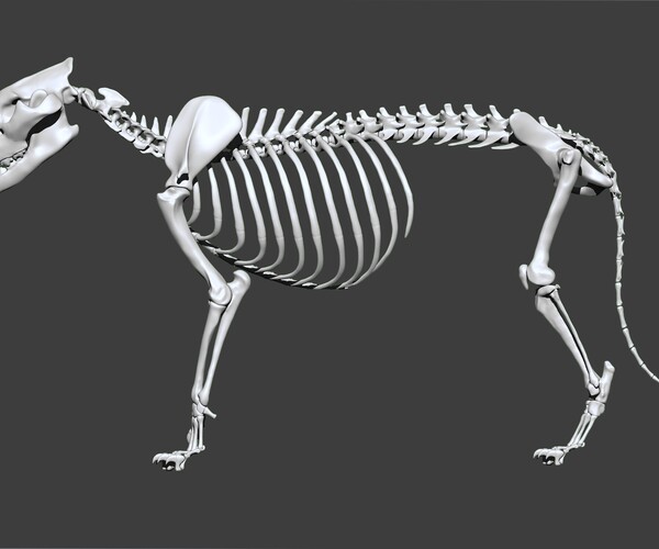 ArtStation - 3D Lion Skeleton | Game Assets