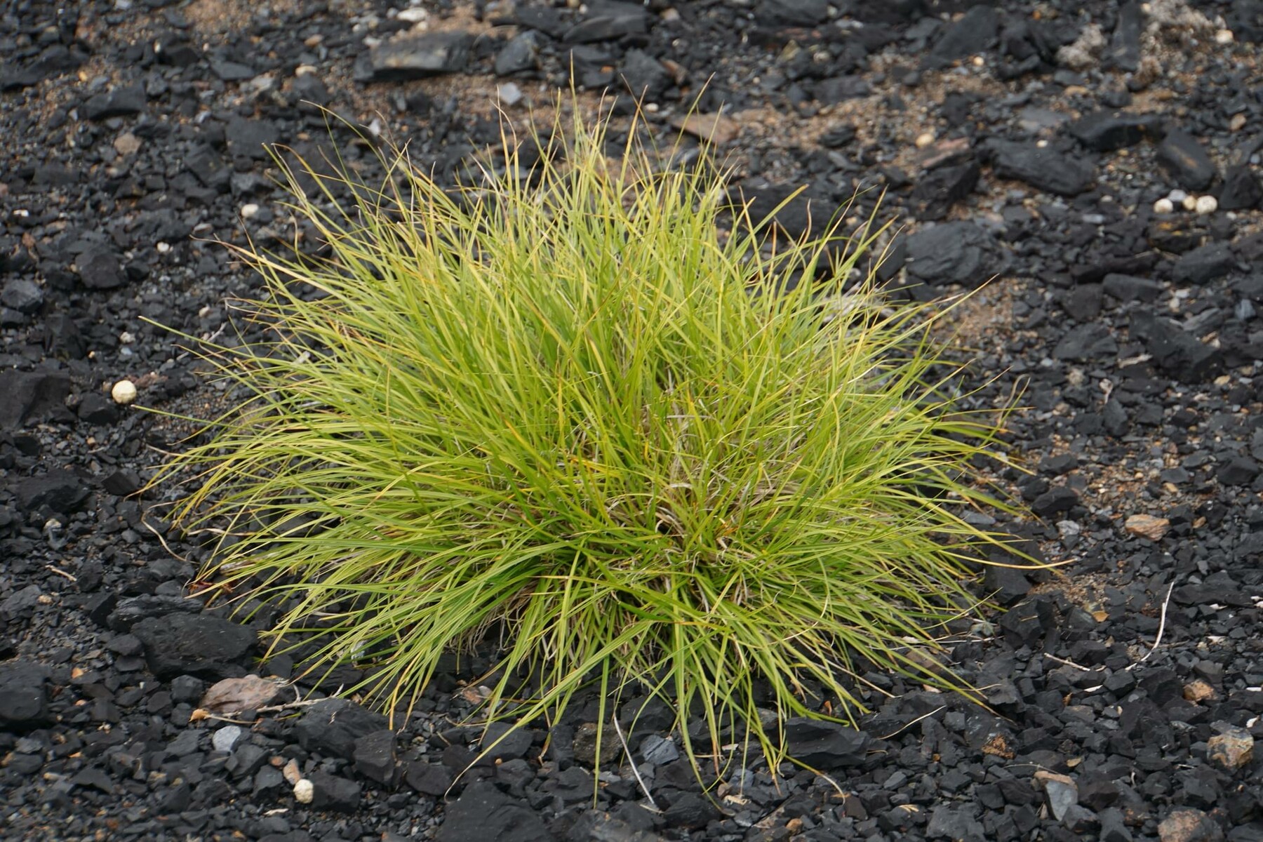 ArtStation - 125 photos of Overgrowing Small Coal Field | Resources