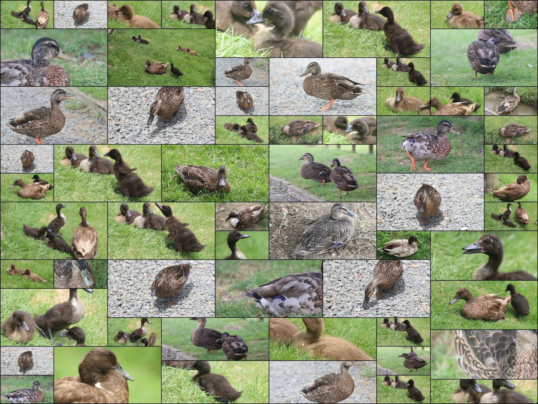 ArtStation 61 photos of Ducks and Ducklings Resources