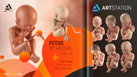 Foetus : 6 008 images, photos de stock, objets 3D et images vectorielles