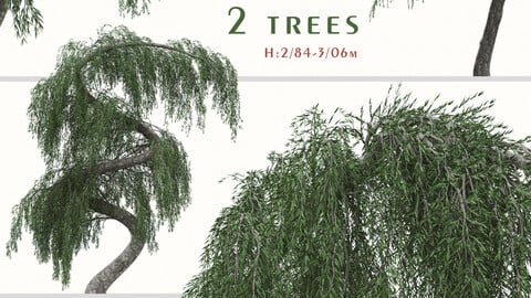 Set of Larix Kaempferi Pendula Tree (Japanische Hänge Lärche) (2 Trees) ( 3Ds MAX – Blender - Cinema4D – FBX – OBJ )