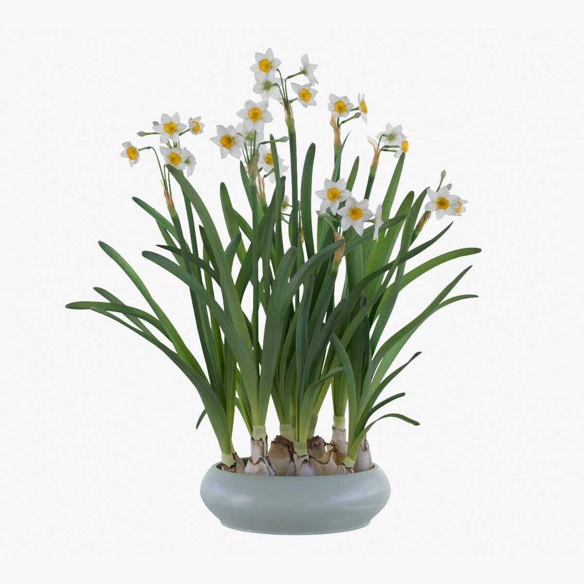 ArtStation - 3D Plant | Daffodil | VFX Grace | Game Assets