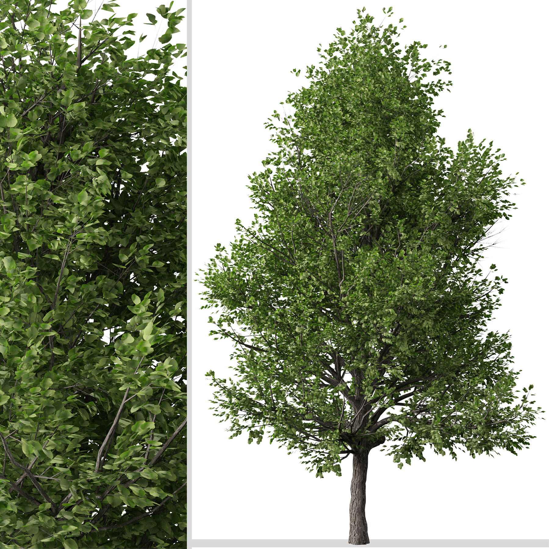 ArtStation - Set of Pyrus calleryana Trees (Callery pear) (2 Trees ...