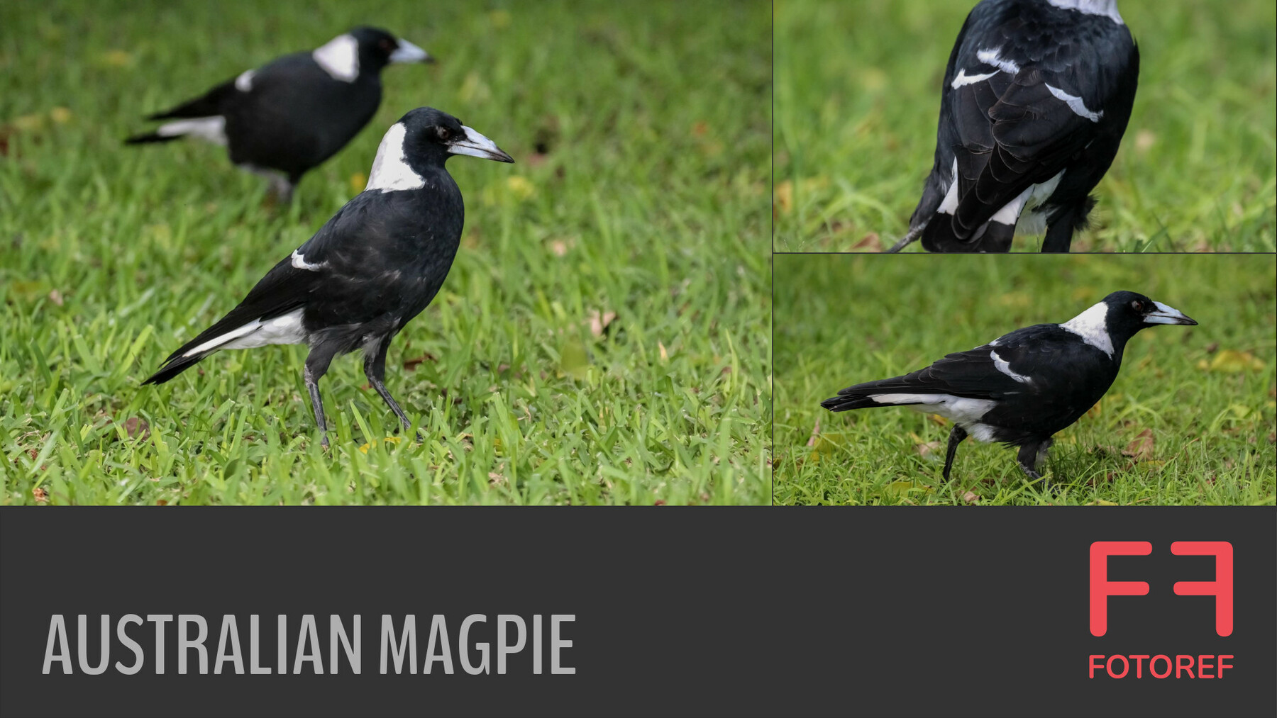 Artstation 79 Photos Of Australian Magpie Resources