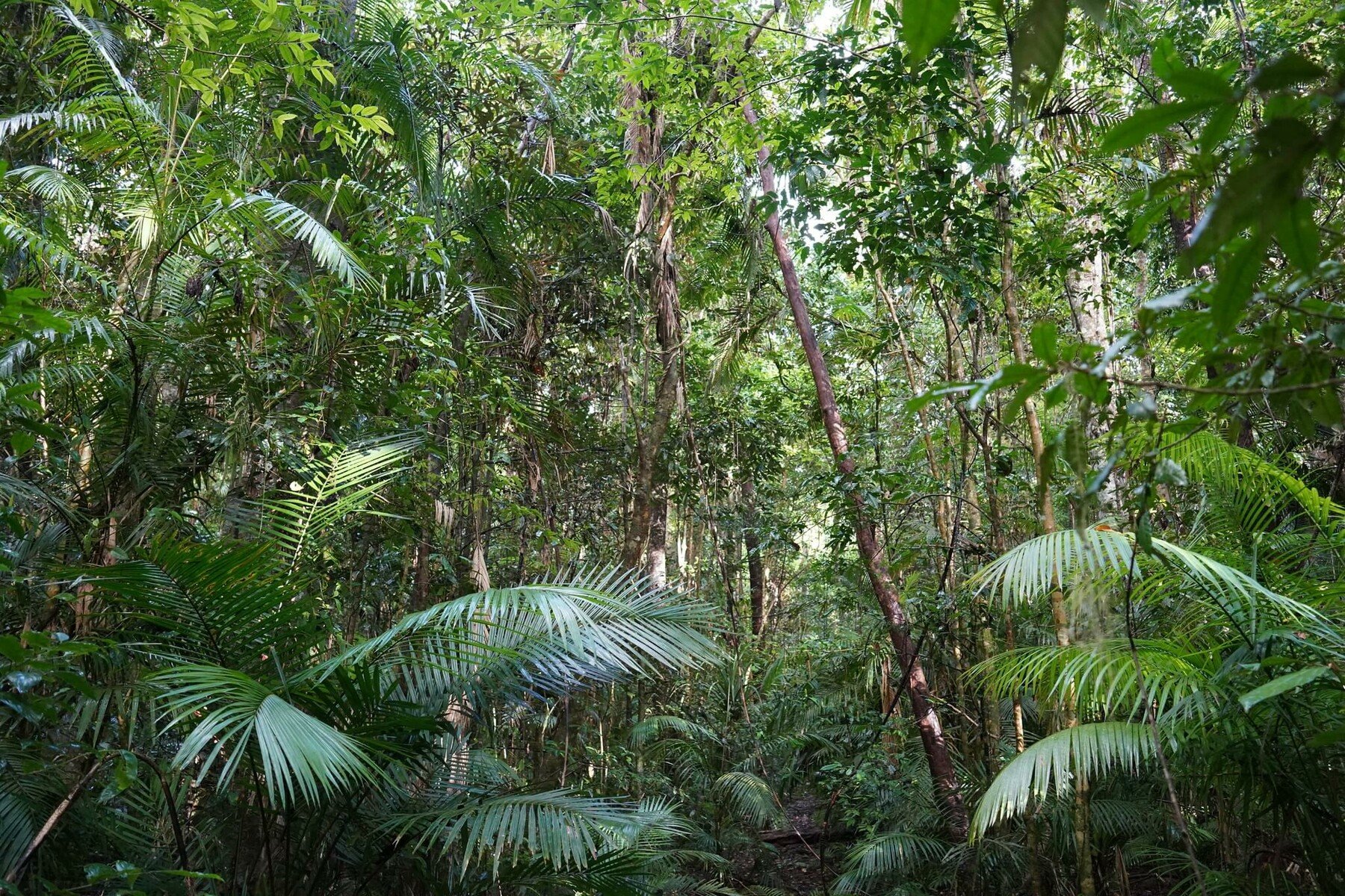 ArtStation - 269 photos of Australian Tropical Rainforest | Resources