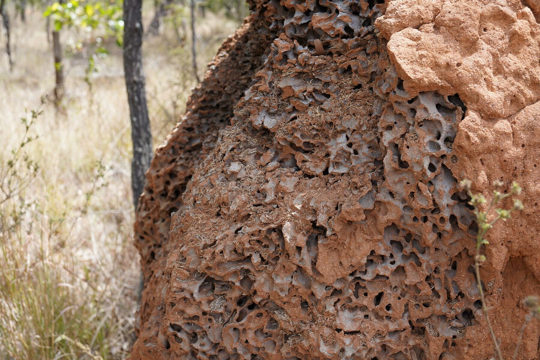 FOTOREF.COM Photo Packs - 90 photos of Thick Red Termite Mounds