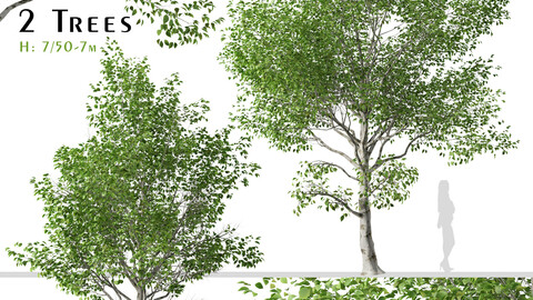 Set of Betula utilis Trees ( Himalayan Birch ) ( 2 Trees ) ( 3Ds MAX - Blender - Unreal Engine - Cinema4D - FBX - OBJ )