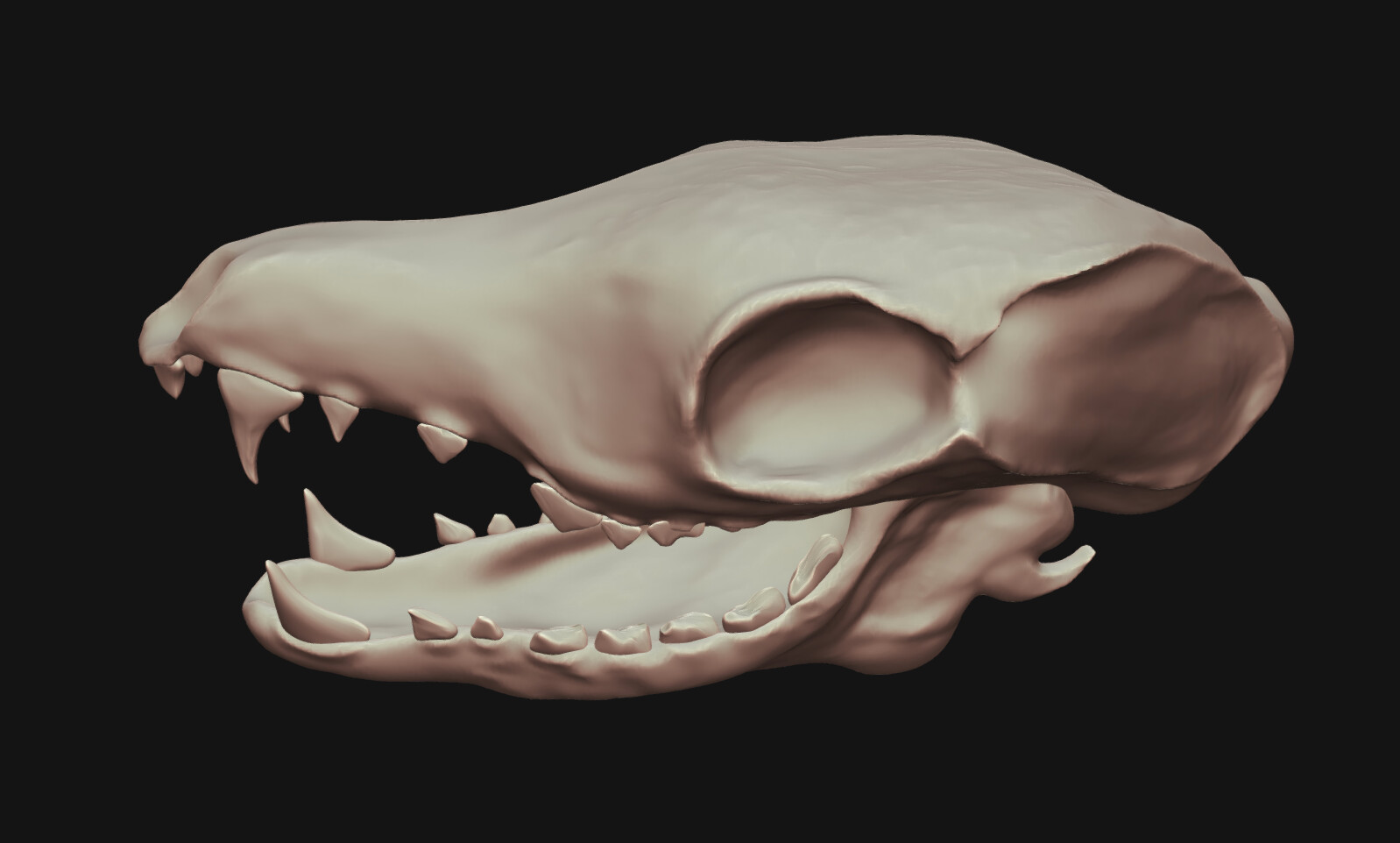 ArtStation - Animal Skull | Resources