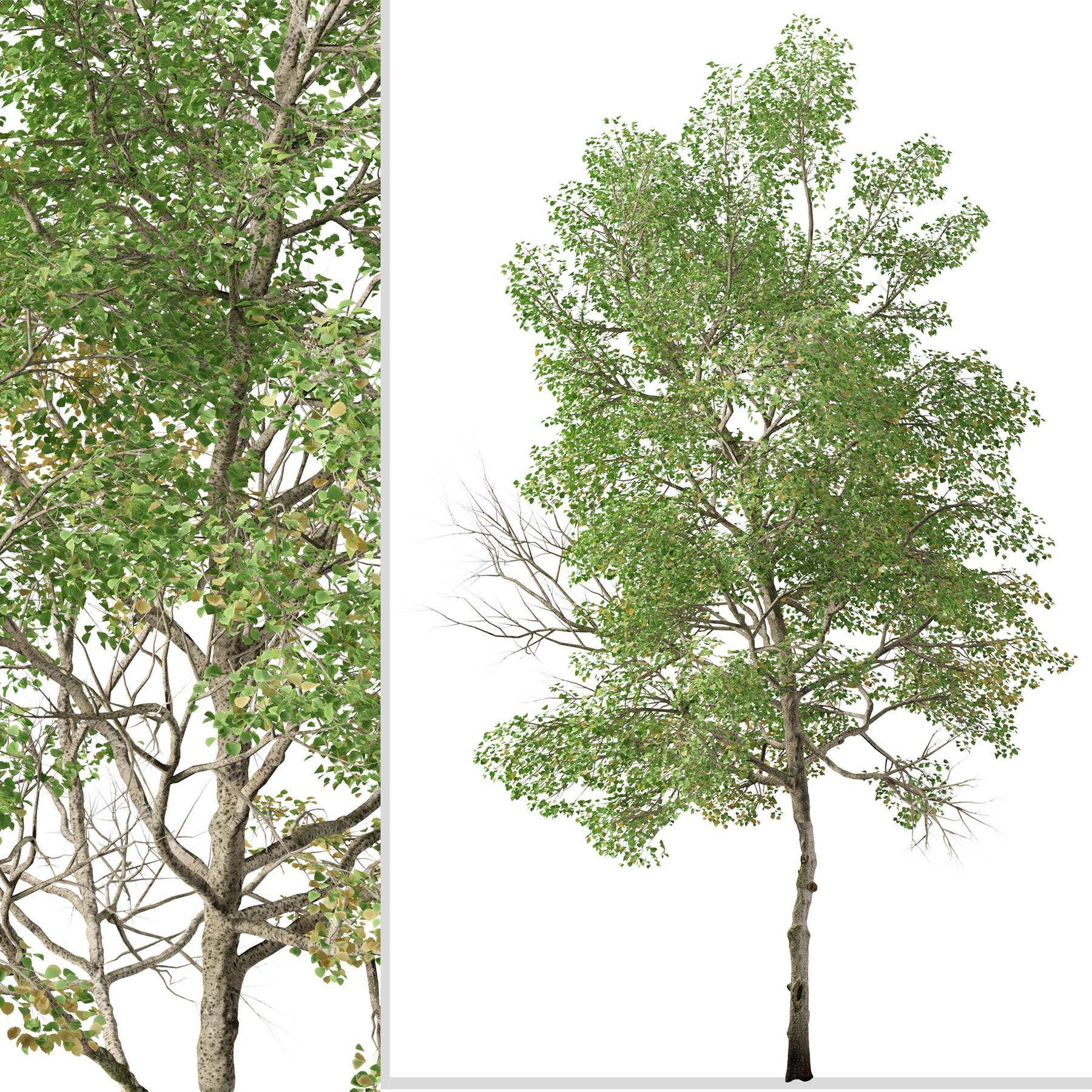 ArtStation - Set of Populus tremula Tree (Eurasian aspen) (2 Trees ...