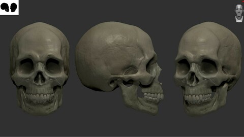 Human Skull